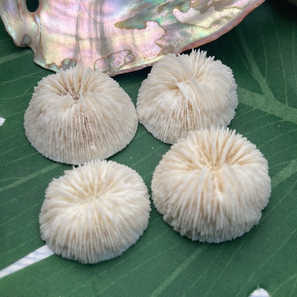 4 REAL White “Cap” Mushroom  Corals LOT Nautical Coastal Collecting aquarium - Picture 10 of 17